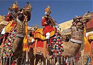 camel-festival2TAB